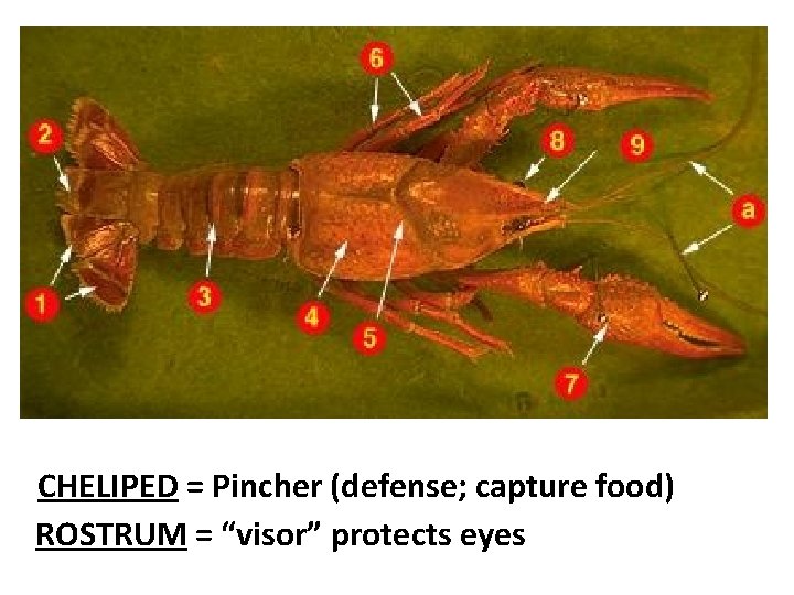 CHELIPED = Pincher (defense; capture food) ROSTRUM = “visor” protects eyes 