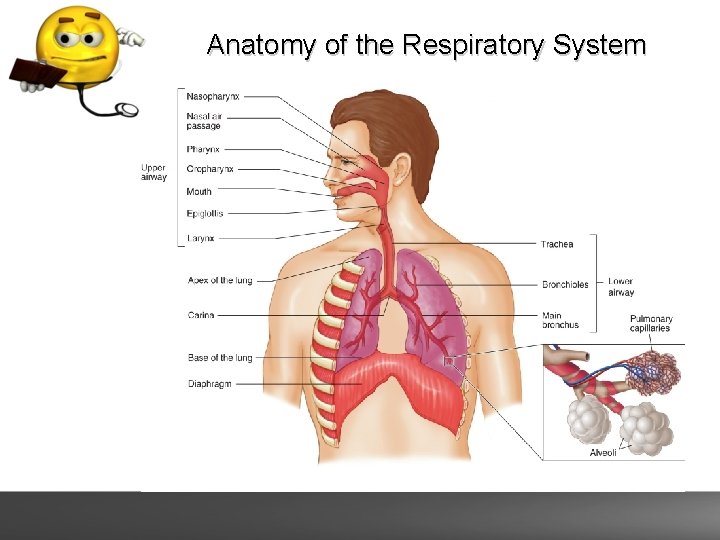 Anatomy of the Respiratory System 