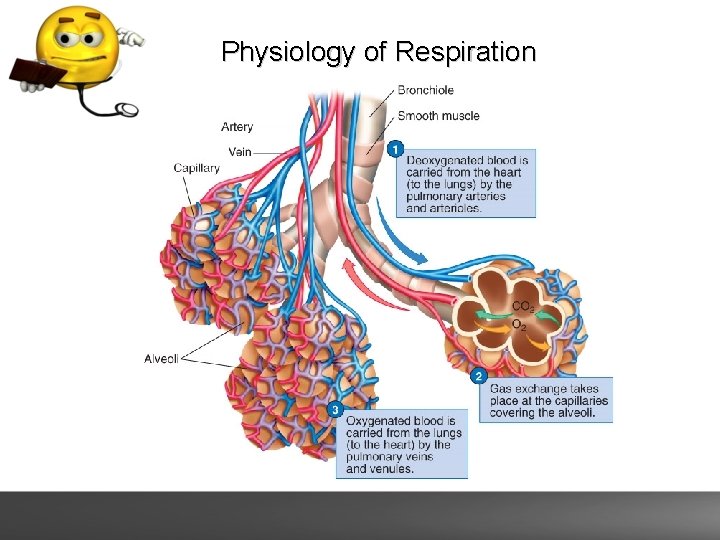 Physiology of Respiration 