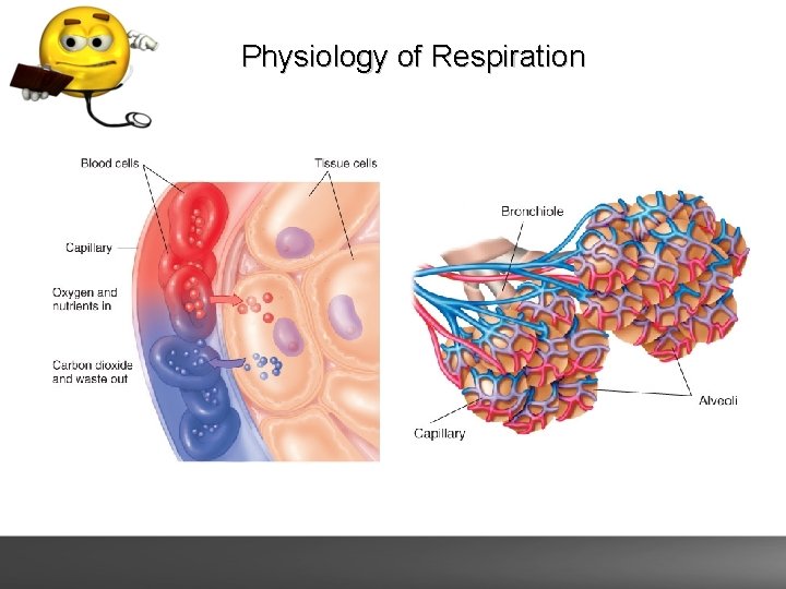 Physiology of Respiration 