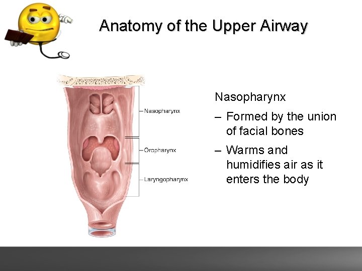 Anatomy of the Upper Airway Nasopharynx – Formed by the union of facial bones