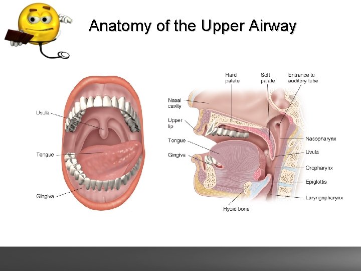 Anatomy of the Upper Airway 