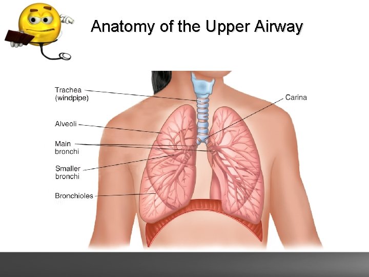 Anatomy of the Upper Airway 