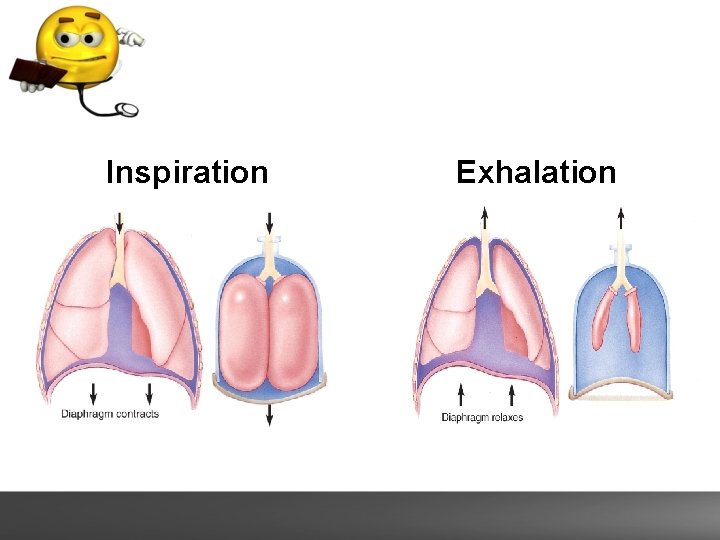 Inspiration Exhalation 