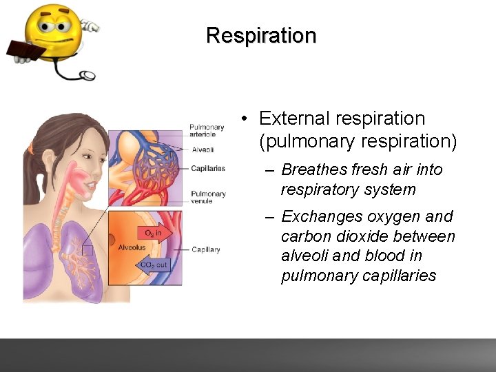 Respiration • External respiration (pulmonary respiration) – Breathes fresh air into respiratory system –