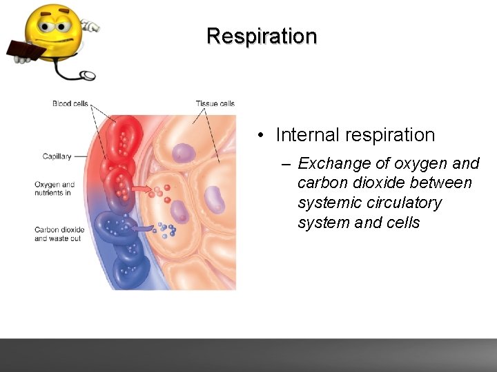 Respiration • Internal respiration – Exchange of oxygen and carbon dioxide between systemic circulatory