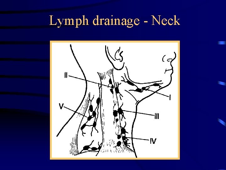 Lymph drainage - Neck 