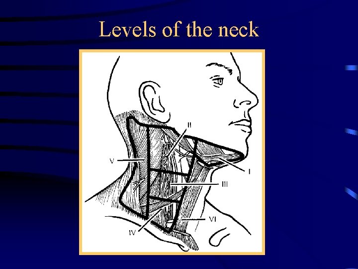 Levels of the neck 