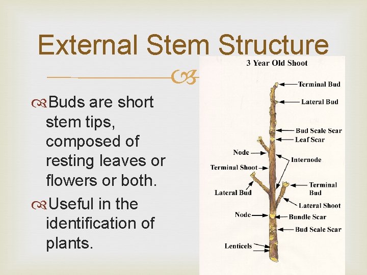 External Stem Structure Buds are short stem tips, composed of resting leaves or flowers