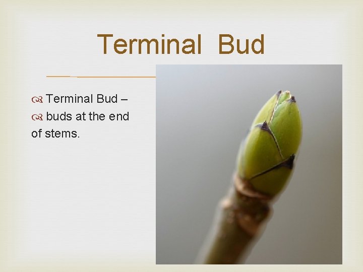 Terminal Bud – buds at the end of stems. 