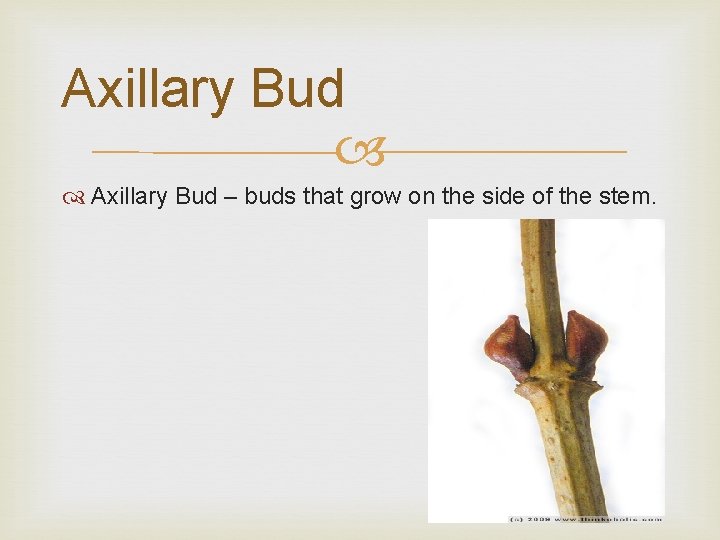 Axillary Bud – buds that grow on the side of the stem. 