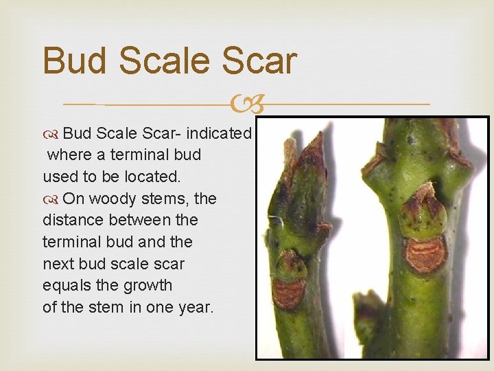 Bud Scale Scar- indicated where a terminal bud used to be located. On woody