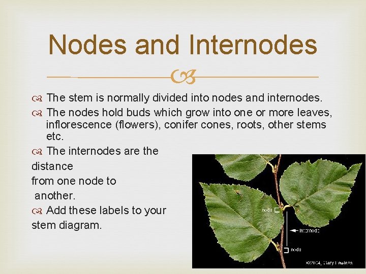 Nodes and Internodes The stem is normally divided into nodes and internodes. The nodes