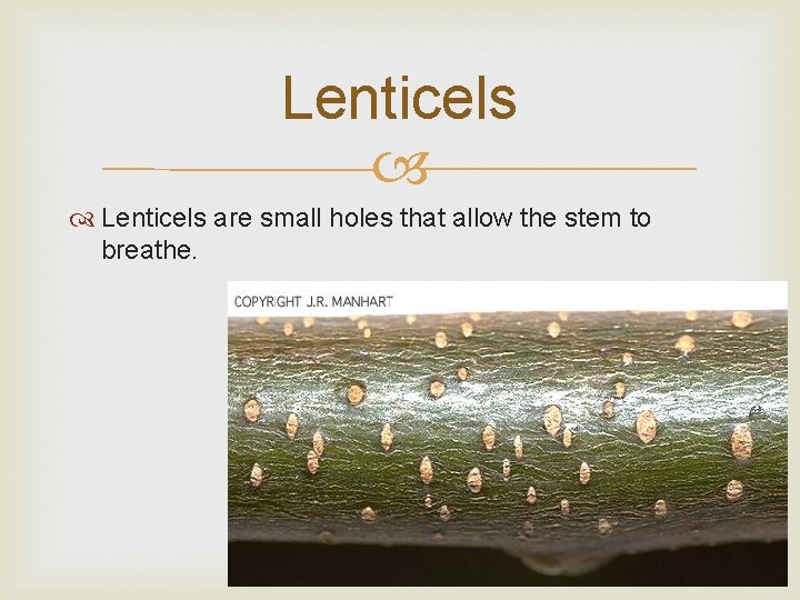 Lenticels are small holes that allow the stem to breathe. 