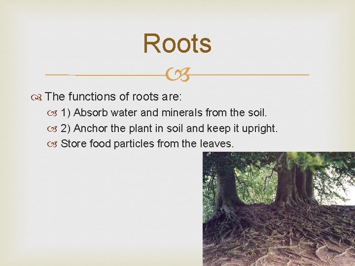 Roots The functions of roots are: 1) Absorb water and minerals from the soil.