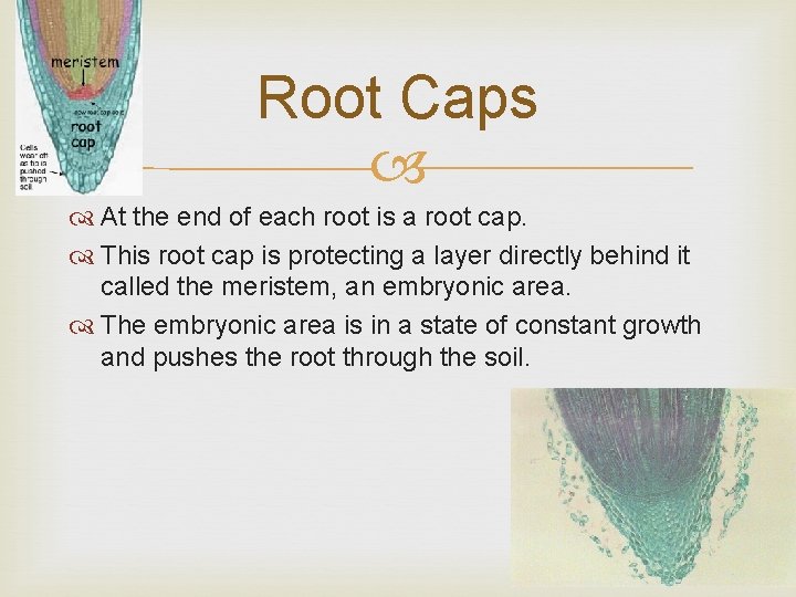 Root Caps At the end of each root is a root cap. This root