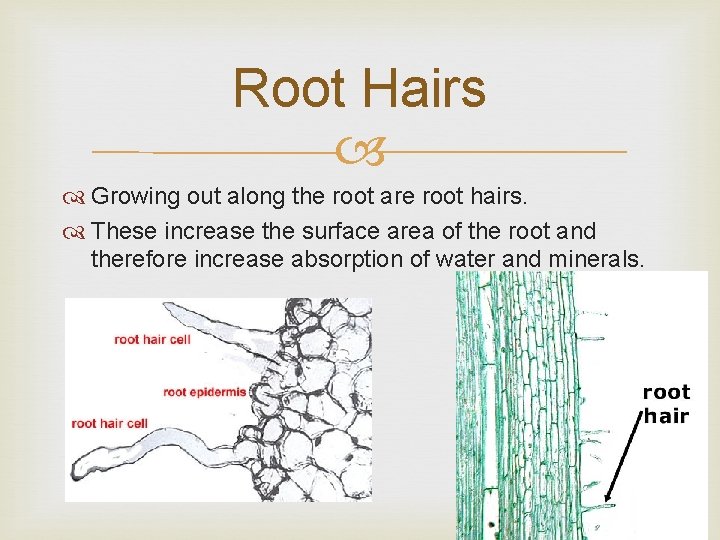 Root Hairs Growing out along the root are root hairs. These increase the surface