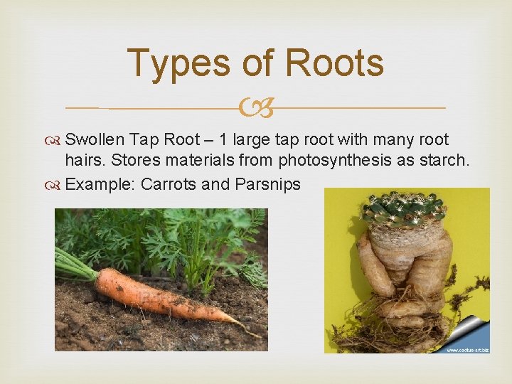 Types of Roots Swollen Tap Root – 1 large tap root with many root