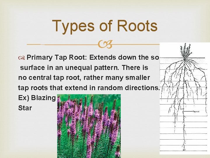 Types of Roots Primary Tap Root: Extends down the soil surface in an unequal