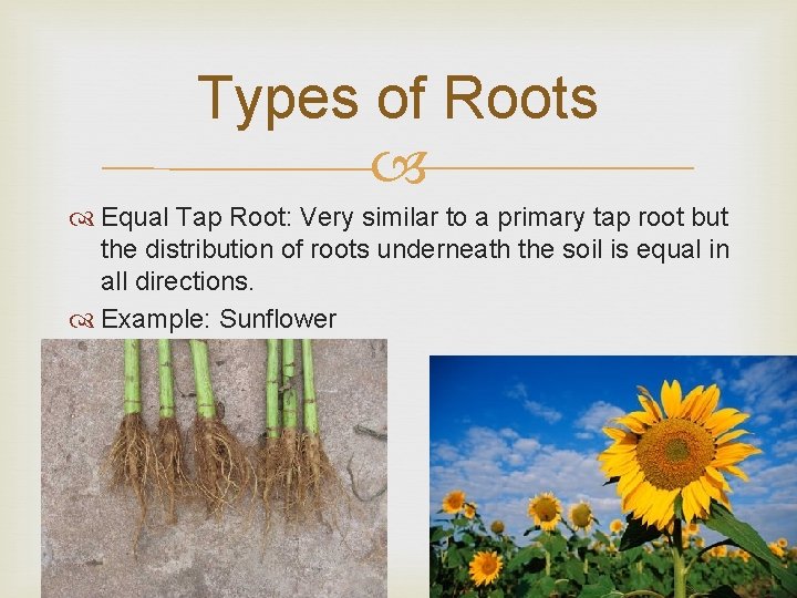 Types of Roots Equal Tap Root: Very similar to a primary tap root but