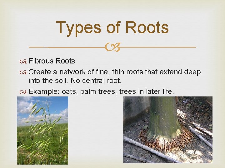 Types of Roots Fibrous Roots Create a network of fine, thin roots that extend