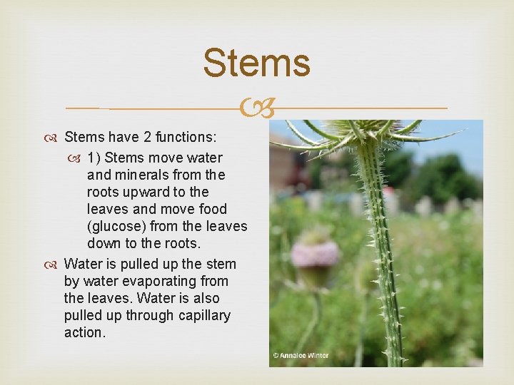 Stems have 2 functions: 1) Stems move water and minerals from the roots upward
