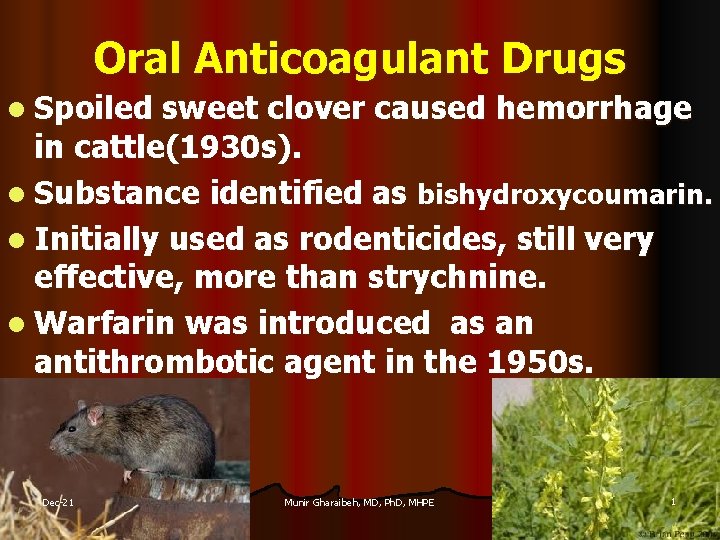 Oral Anticoagulant Drugs l Spoiled sweet clover caused hemorrhage in cattle(1930 s). l Substance