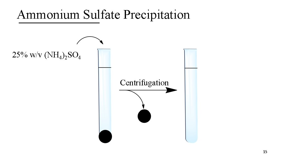 Ammonium Sulfate Precipitation 25% w/v (NH 4)2 SO 4 Centrifugation 15 