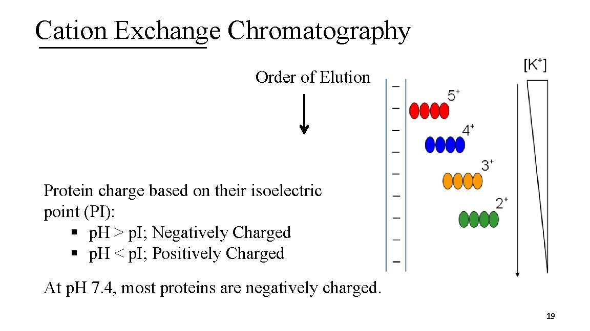 Cation Exchange Chromatography Order of Elution Protein charge based on their isoelectric point (PI):