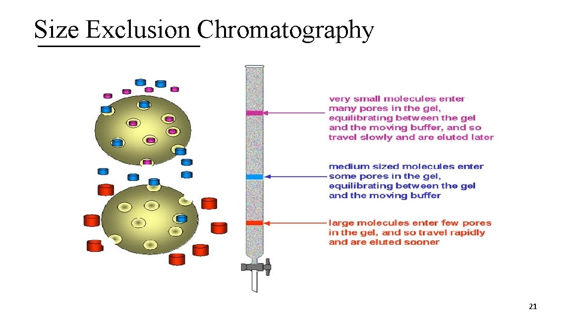 Size Exclusion Chromatography 21 