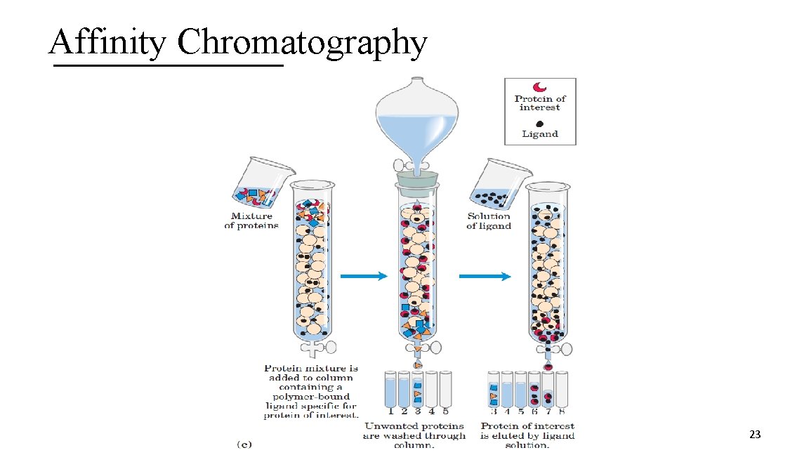 Affinity Chromatography 23 