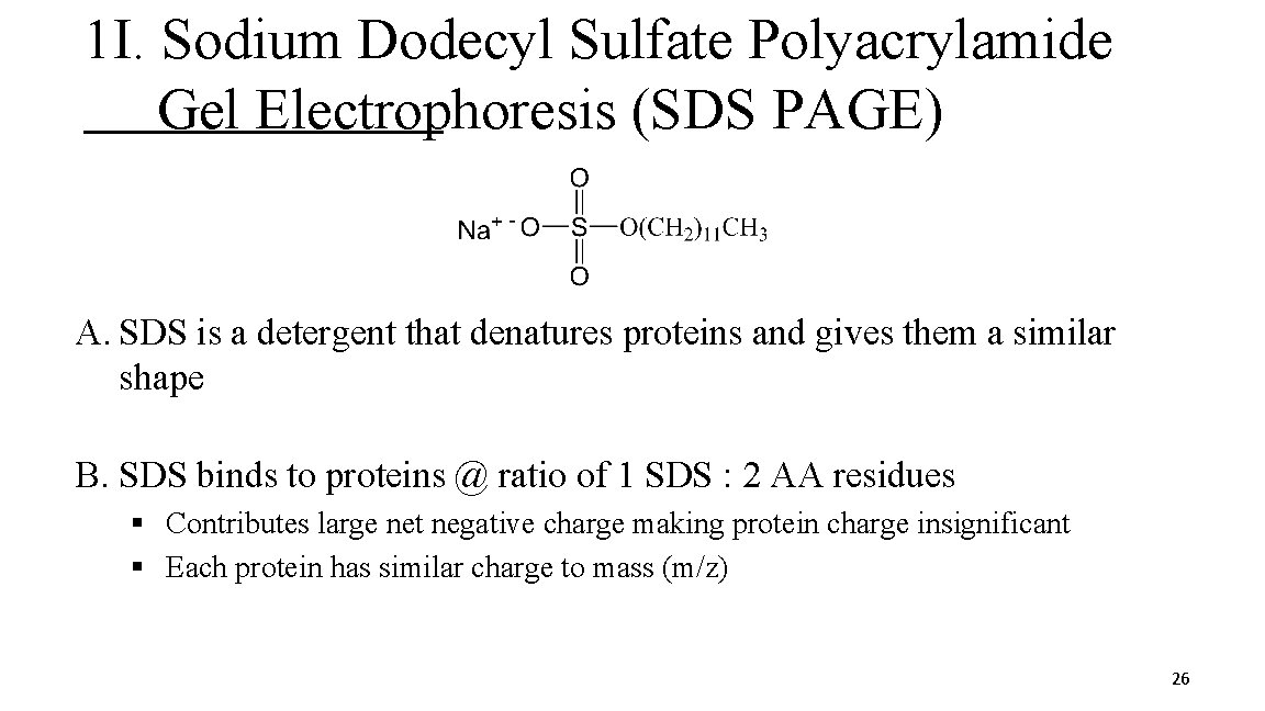 1 I. Sodium Dodecyl Sulfate Polyacrylamide Gel Electrophoresis (SDS PAGE) A. SDS is a
