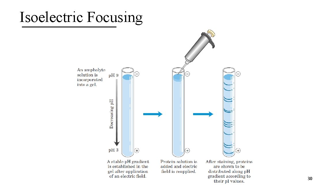 Isoelectric Focusing 30 