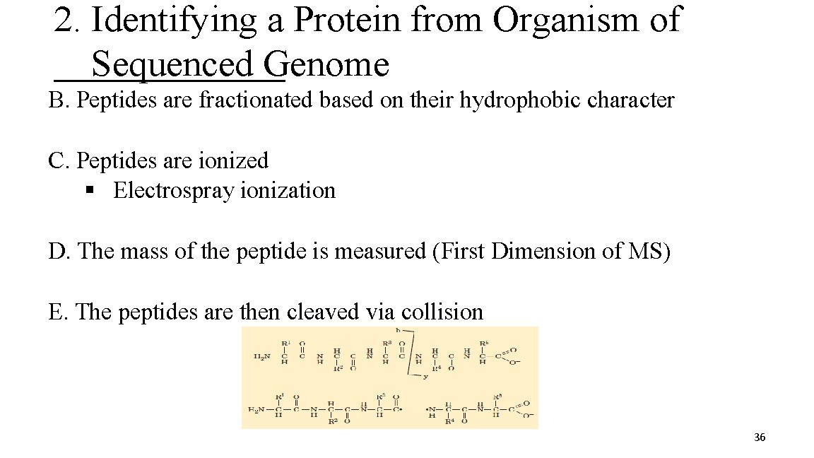 2. Identifying a Protein from Organism of Sequenced Genome B. Peptides are fractionated based
