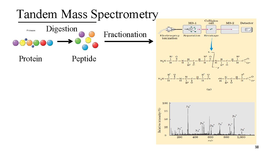 Tandem Mass Spectrometry Digestion Protein Fractionation Peptide 38 