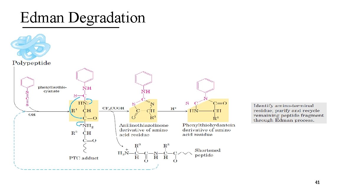 Edman Degradation 41 