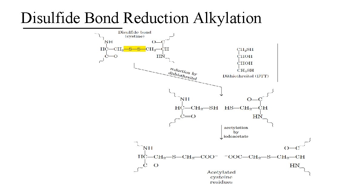 Disulfide Bond Reduction Alkylation 44 