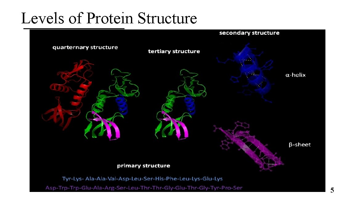 Levels of Protein Structure 5 