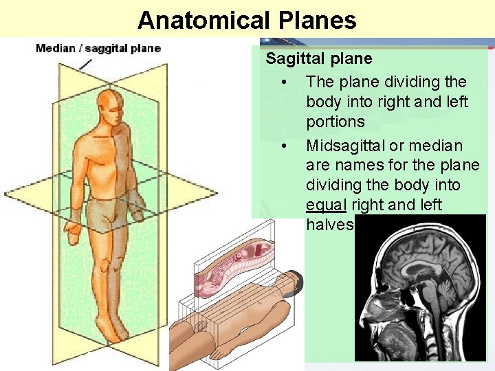 Anatomical Planes Sagittal plane • The plane dividing the body into right and left