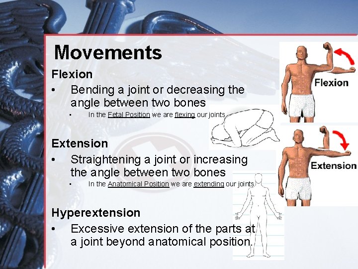 Movements Flexion • Bending a joint or decreasing the angle between two bones •