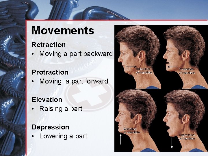 Movements Retraction • Moving a part backward Protraction • Moving a part forward Elevation