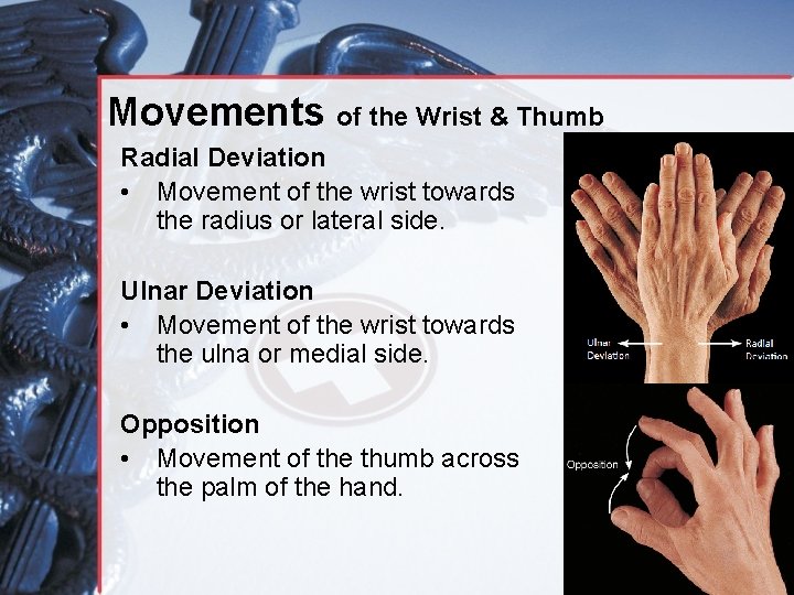 Movements of the Wrist & Thumb Radial Deviation • Movement of the wrist towards