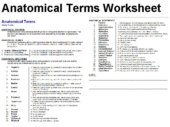 Anatomical Terms Worksheet 