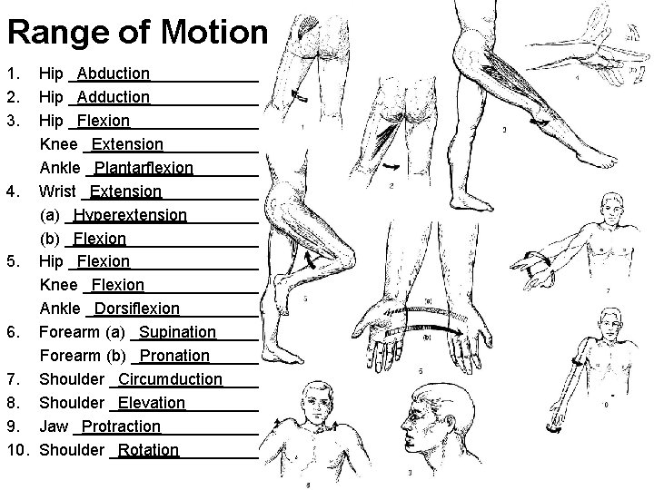 Range of Motion 1. 2. 3. Hip _Abduction_____________ Hip _Adduction_____________ Hip _Flexion_____________ Knee _Extension____________