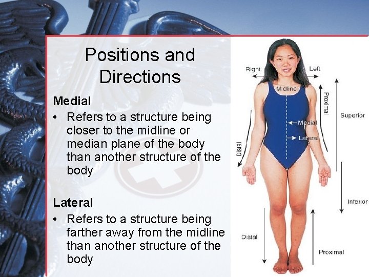 Positions and Directions Medial • Refers to a structure being closer to the midline
