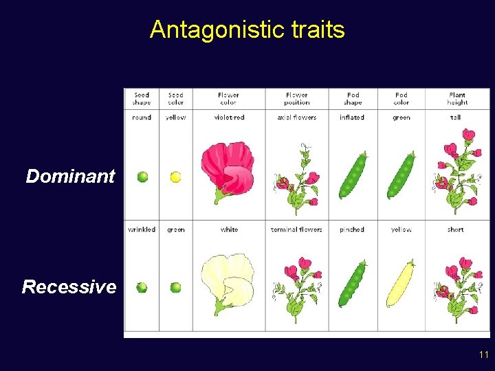 Antagonistic traits Dominant Recessive 11 