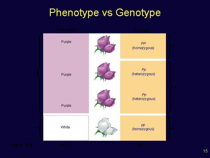 Phenotype vs Genotype Phenotype Purple 3 Purple Genotype PP (homozygous) 1 Pp (heterozygous) 2