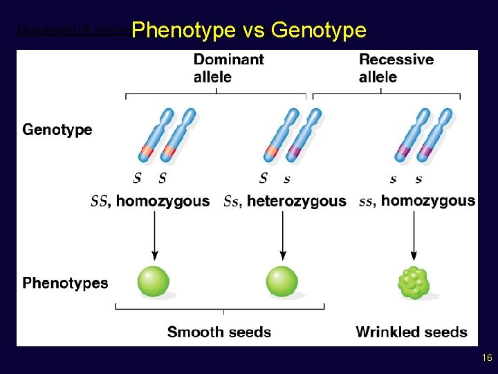 Phenotype vs Genotype Dominant & recessive alleles (Fig. 10. 7): 16 