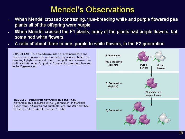 Mendel’s Observations • • • When Mendel crossed contrasting, true-breeding white and purple flowered