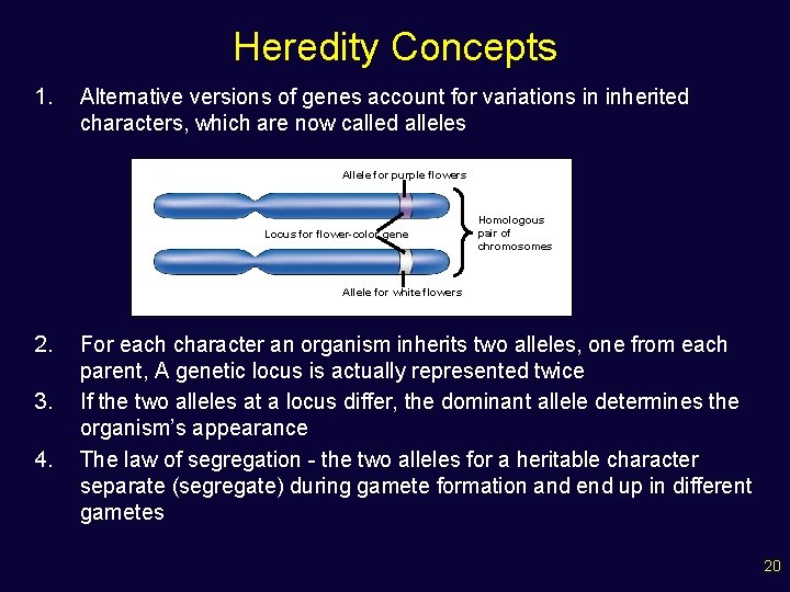 Heredity Concepts 1. Alternative versions of genes account for variations in inherited characters, which